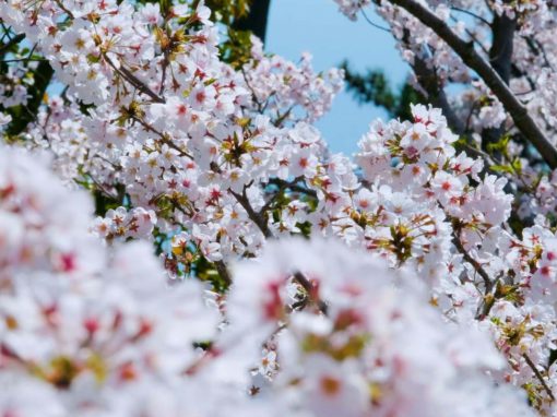 MOA museum of art 桜 Sakura